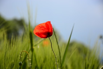 Fototapeta premium red poppy in a field