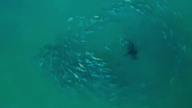 Overhead aerial view of a Cape Fur Seal chasing a bait ball and catching a fish. (Sedgefield, Knysna, Garden Route, Western Cape)