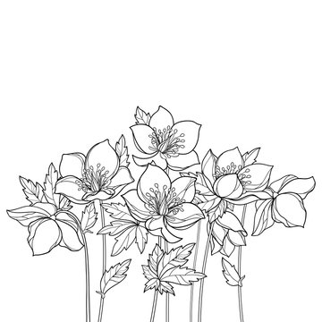 Vector bouquet with outline Hellebore or Helleborus or Winter or Lenten rose, bud and leaves in black isolated on white background. Ornate flower bunch in contour for spring design or coloring book.