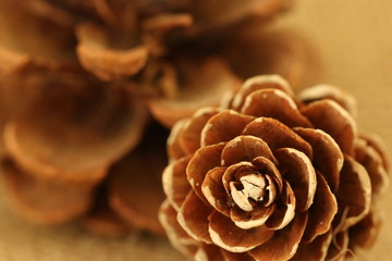 Tannzapfen weiss angemalt