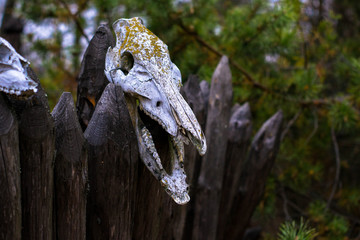 animal skull against the background of the forest