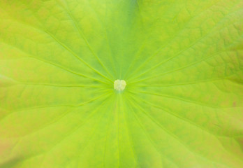 Big green lotus leaf texture background