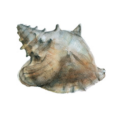 sea shell. Isolated on white background. 
