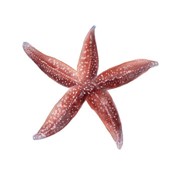 starfish. Isolated on white background. 