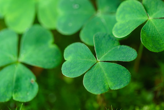 Clover Leaves for Green background with three-leaved shamrocks.Patrick's day holiday symbol. - Image.