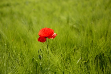 red poppy in field