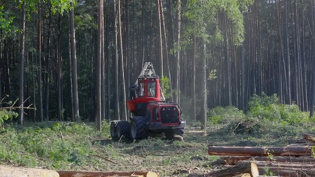 A cut-to-length (CTL) forest harvester. Pine Forest Harvesting Machine. Logging Equipment. The forestry industry. The harvester lumberjack working in a forest. Forest Wheeled Harvester.
