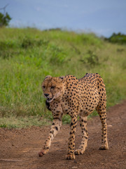 A sleek young male cheetah walks downs a sandy road in the African wilderness image with copy space