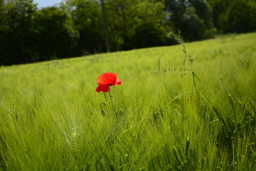 poppies in the field