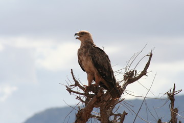 Adler