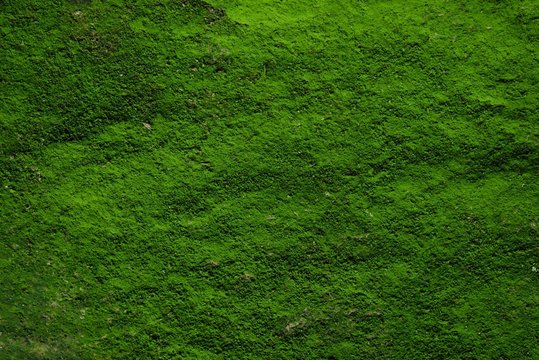 green moss texture and background