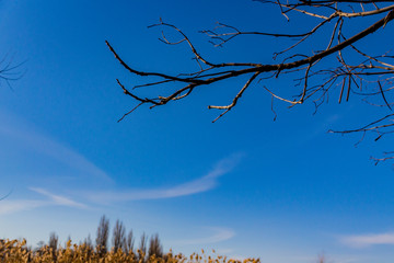 Skyscape with dried forest