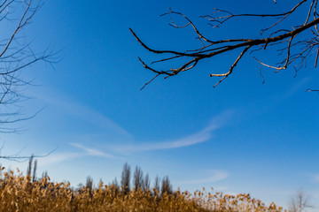 Skyscape with dried forest