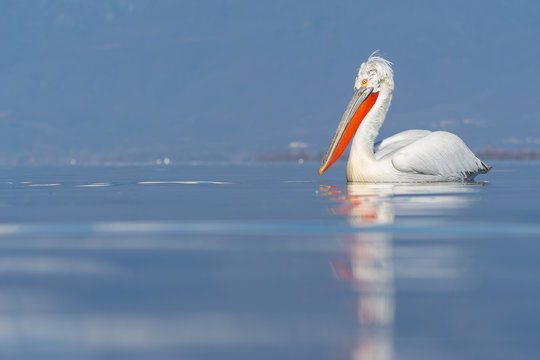 Solo Dalmatian pelican (Pelecanus crispus) in the Lake