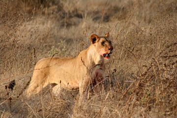 Lion with blood on face