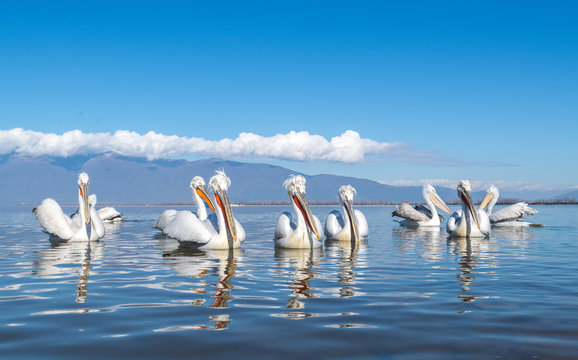 Group of Dalmatian pelicans (Pelecanus crispus) in Lake Kerkini
