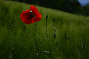 red poppy in a field