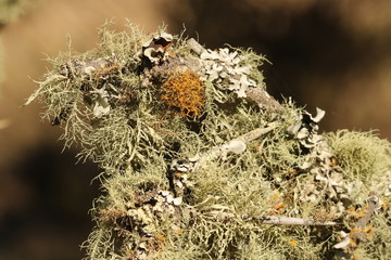 Close up of three different types of lichen growing on a branch.