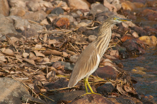 pond heron