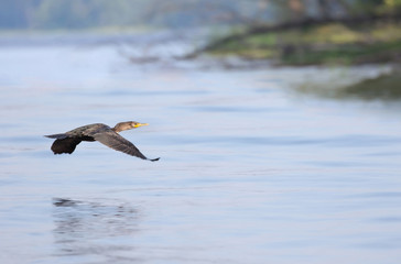 cormorant flying in nature during summer
