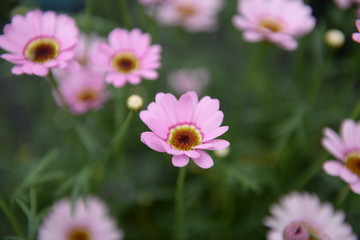Fototapeta premium flowers in garden