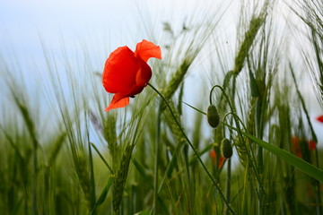 red poppy in field