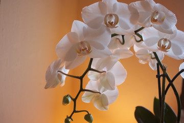 Orchidee
