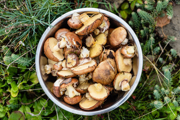 fresh edible forest mushrooms in the bowl, Suillus luteus and Boletus edulis