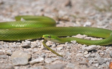 Rough green snake