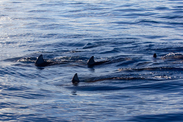 dolphin in the water
