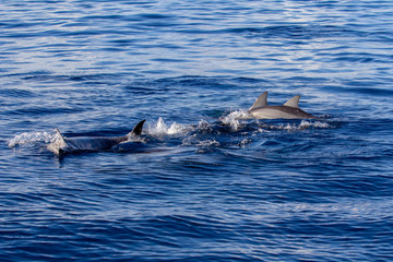 two dolphins in the sea
