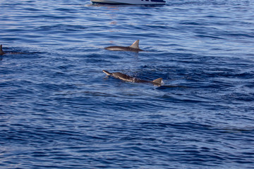 dolphin in blue water