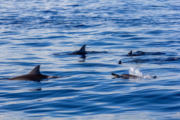 dolphin in blue water