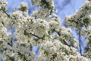 blooming cherry tree