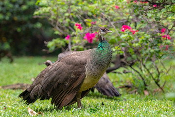 peacock in the Caseala park,Mauritius