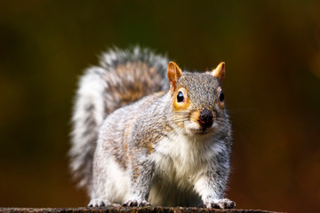 Eastern european grey squirrel in woodland