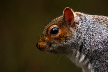 Eastern european grey squirrel in woodland
