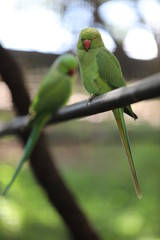 On the branch sits a green parrot
