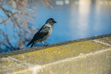 A black and grey colored bird, common jackdaw, standing on brown stone balustrade in a city on a bright sunny day, blurry blue water in background with reflection, branches of a tree, copy space