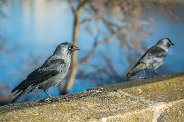 Two black and grey birds, common jackdaws with pale blue eyes, walking on brown and yellow stone balustrade, bright sunny day, blurry water background