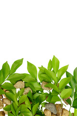 Green leaves on a white background, space for text