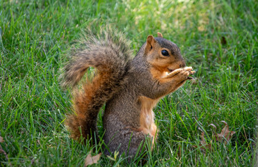 Naklejka na ściany i meble squirrel eating a cracker