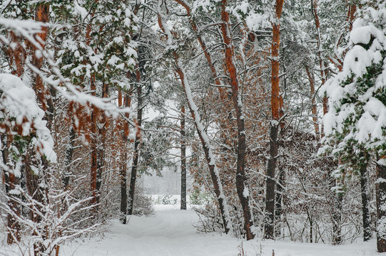 Fototapeta Snow covered trees in the winter forest.