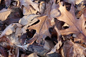 A close view of the autumn oak leaves. 
