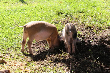 Two little pig walks in the afternoon on the grass