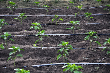 Drip irrigation system when growing vegetables in the open ground
