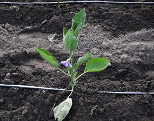 Drip irrigation system when growing vegetables in the open ground
