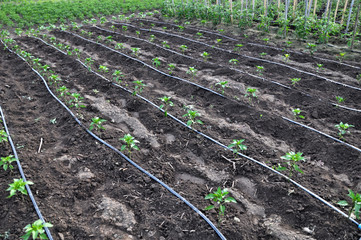 Drip irrigation system when growing vegetables in the open ground