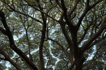 Bottom view of the top of a tree where many branches and leaves