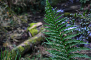 Pine Leaf stream in the background